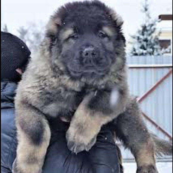 Meet your Posher, Rose - Picture 1 of 1